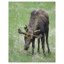 Young moose eating grass flyer