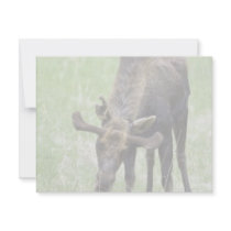 Young moose eating grass invitations by animalpark Young moose eating grass invitations