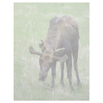 Young moose eating grass letterhead