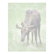 Young moose eating grass letterhead