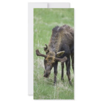 Young moose eating grass rack cards by animalpark Young moose eating grass rack cards
