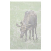 Young moose eating grass stationery