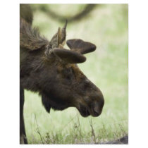 Young moose grazing in a field flyers