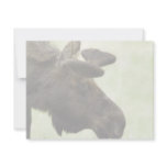 Young moose grazing in a field invitations