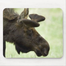 Young moose grazing in a field mousepad