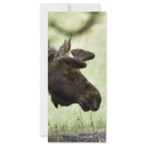 Young moose grazing in a field rack cards