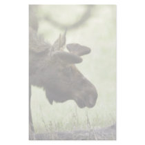 Young moose grazing in a field stationery