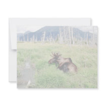 Young moose custom announcements