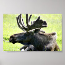 Young moose print