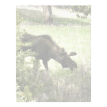 Young moose walking customized letterhead