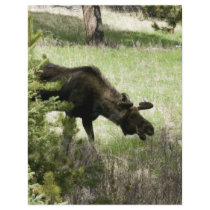 Young moose walking flyers