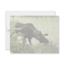 Young moose walking invite