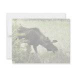 Young moose walking invite