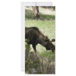 Young moose walking rack card