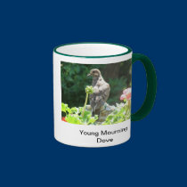 Young Mourning dove Mug mugs