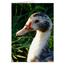 Young Muscovy Hen Duck cards