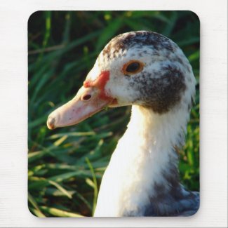Young Muscovy Hen Duck mousepad