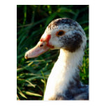 Young Muscovy Hen Duck Post Card