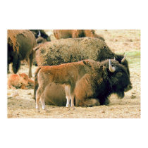 Young & Old Bison posters by beverlytazangel Young & Old Bison posters