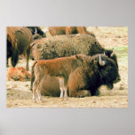 Young & Old Bison posters