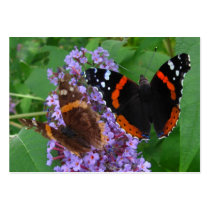 Young & Old butterfly ~ ATC Business Cards