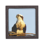Young Osprey Giftbox premium gift boxes