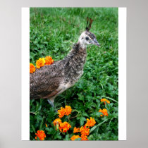 Young peacock Green Grass Orange Flowers Poster