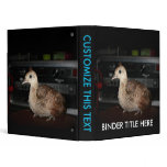 Young peacock in front of bass guitar amp head vinyl binders
