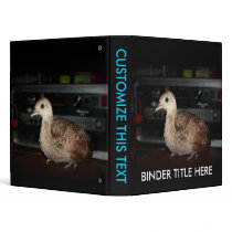 Young peacock in front of bass guitar amp head vinyl binders
