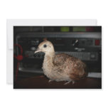 Young peacock in front of bass guitar amp head invitation