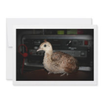 Young peacock in front of bass guitar amp head custom invite