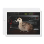 Young peacock in front of bass guitar amp head custom invite