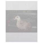 Young peacock in front of bass guitar amp head customized letterhead