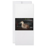 Young peacock in front of bass guitar amp head customized rack card