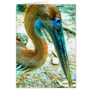 Young pelican head shot, high saturation color card