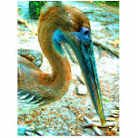 Young pelican head shot, high saturation color photo cut outs