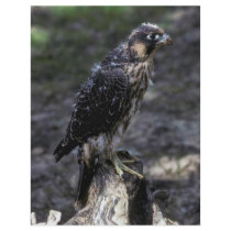 Young Peregrine Falcon flyers by animalpark Young Peregrine Falcon flyers