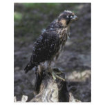 Young Peregrine Falcon flyers