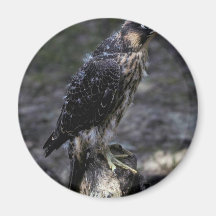 Young Peregrine Falcon Fridge Magnets
