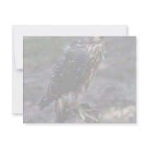 Young Peregrine Falcon invitations by animalpark Young Peregrine Falcon invitations