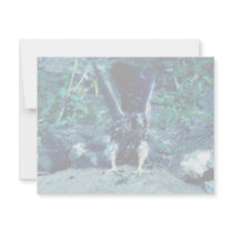 Young Peregrine Falcon invitations by animalpark Young Peregrine Falcon invitations