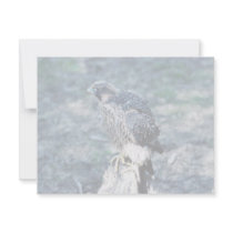 Young Peregrine Falcon invitations by animalpark Young Peregrine Falcon invitations