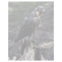 Young Peregrine Falcon letterhead