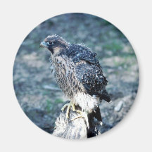 Young Peregrine Falcon Magnets