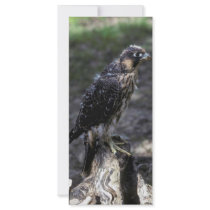 Young Peregrine Falcon Custom Rack Card