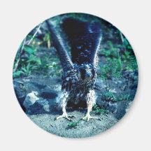 Young Peregrine Falcon Refrigerator Magnets