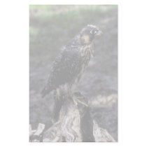 Young Peregrine Falcon Stationery