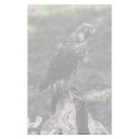 Young Peregrine Falcon Stationery