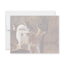 Young piebald deer personalized announcement
