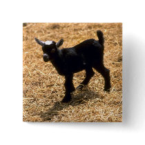 Young Pigmy Goat Pinback Buttons